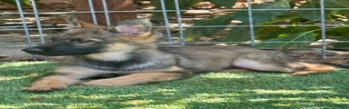 German Shepherd 2