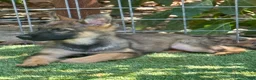 German Shepherd dogs for sale: German Shepherd 2 - Ad 1