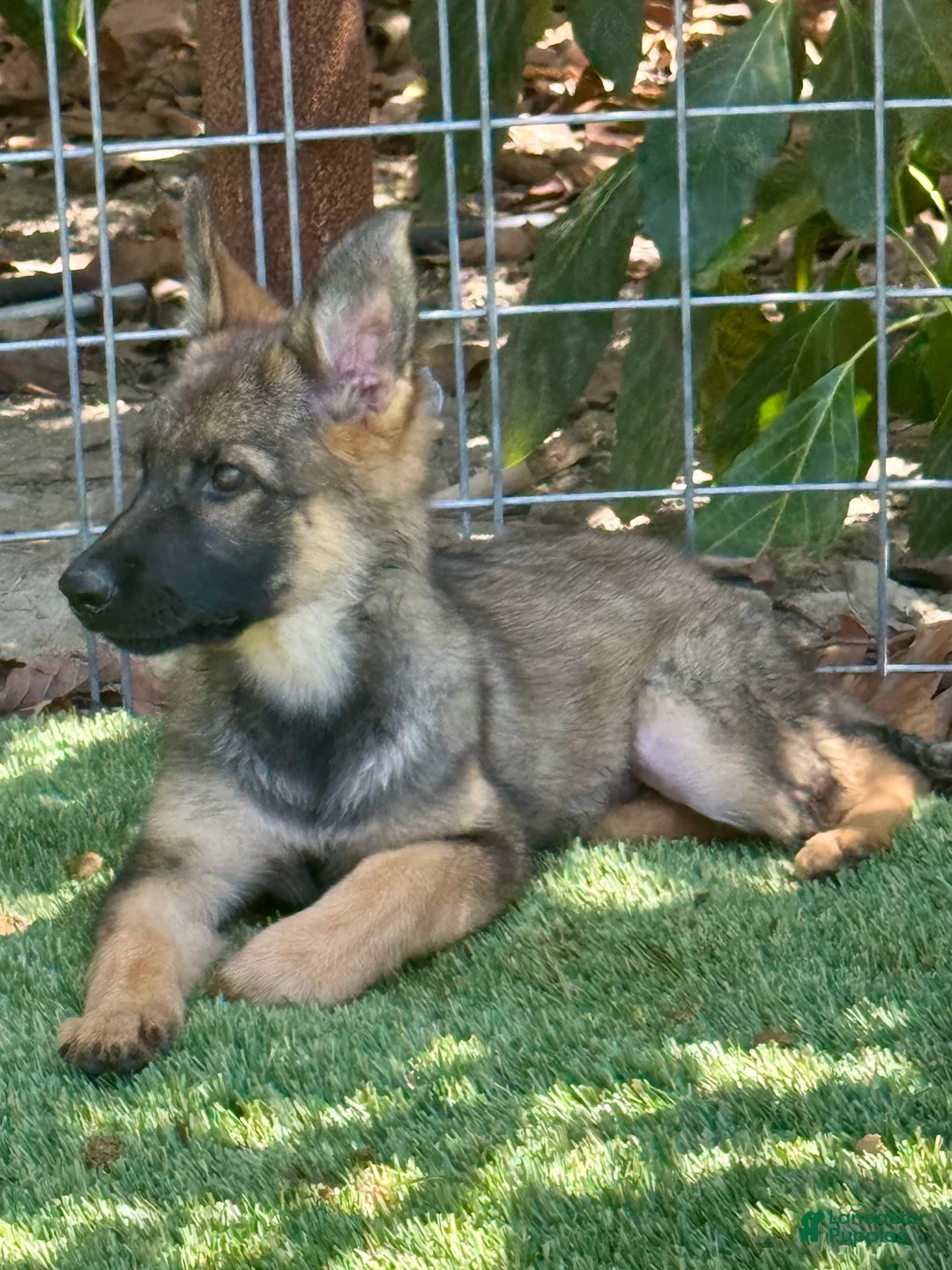 German Shepherd dogs for sale: German Shepherd 2 - Ad 1