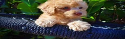 Havapoo dogs for sale: Dr. Pepper - Ad 4