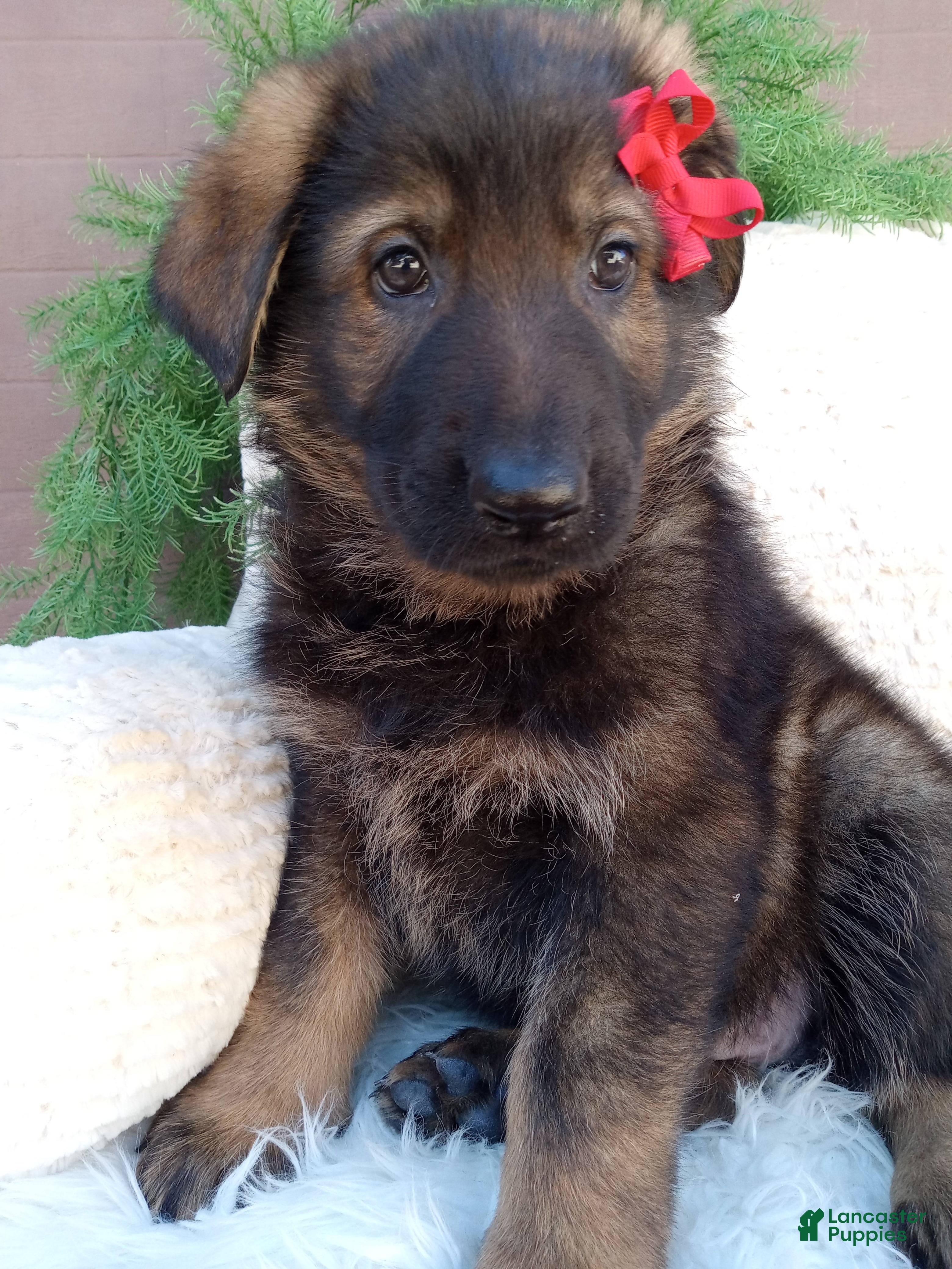 German Shepherd dogs Jack - Ad 2