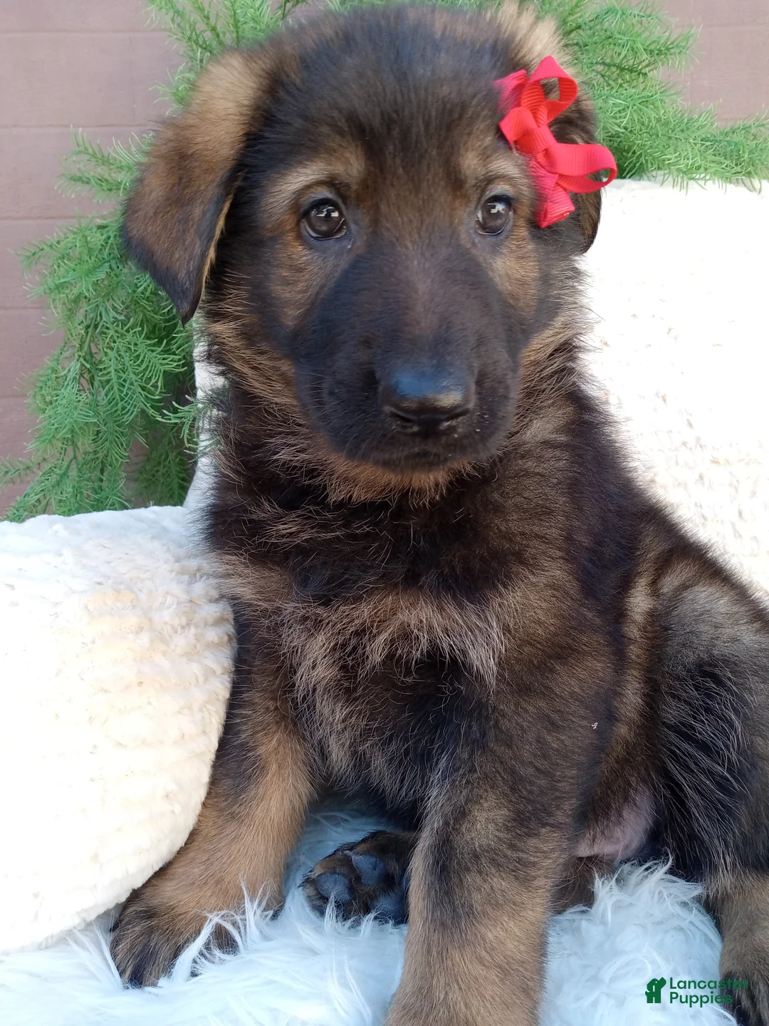 German Shepherd dogs for sale: Jack - Ad 2