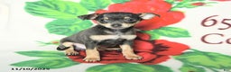 Chihuahua dogs for sale: Scott - Ad 3