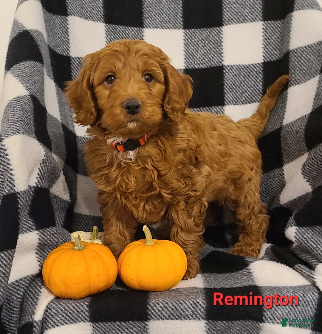 Cockapoo dogs for sale: Remington - Ad 2