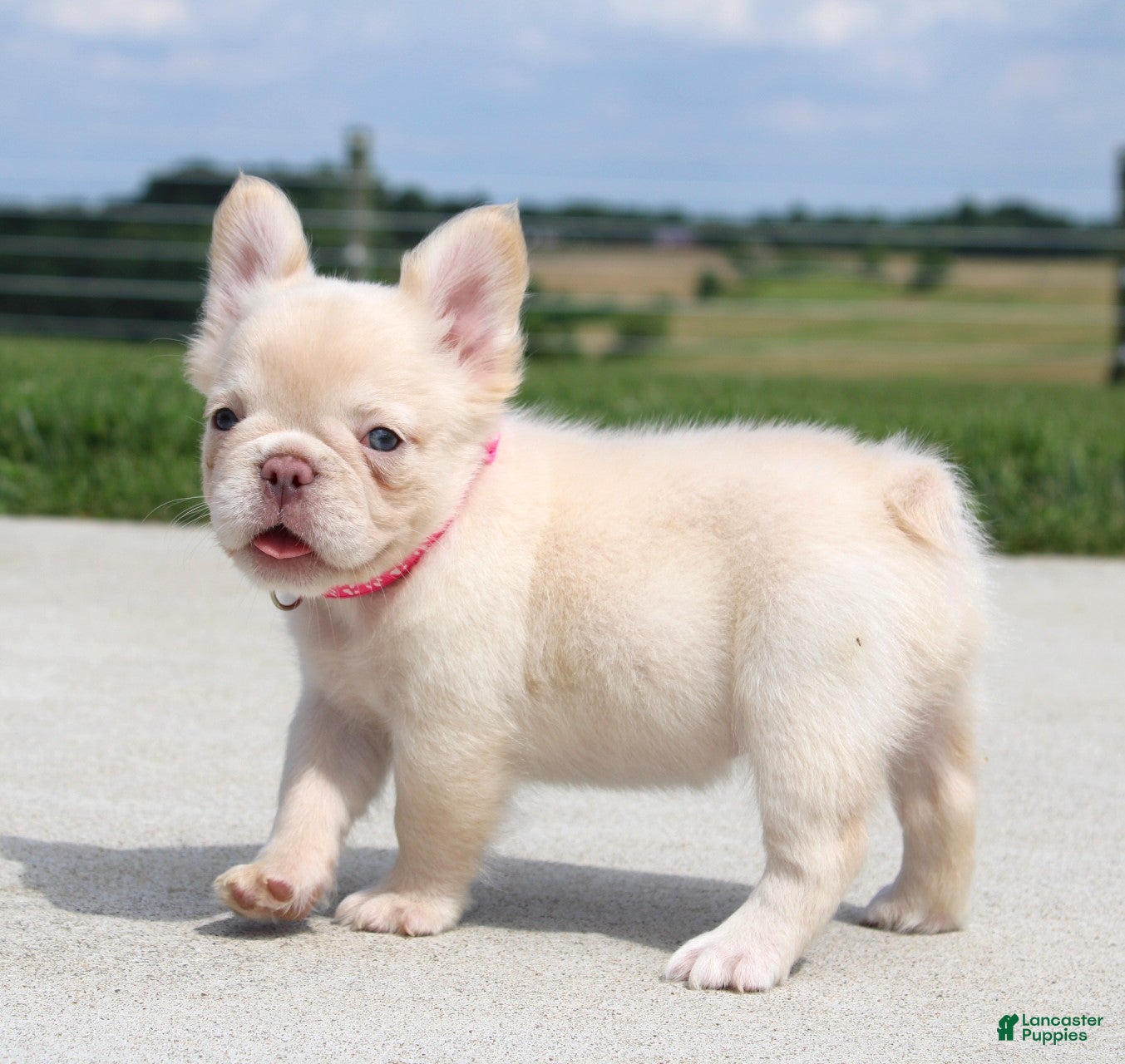 French Bulldog dogs Buttercup - Ad 1