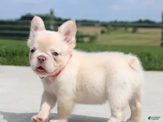 French Bulldog dogs for sale: Buttercup - Ad 2