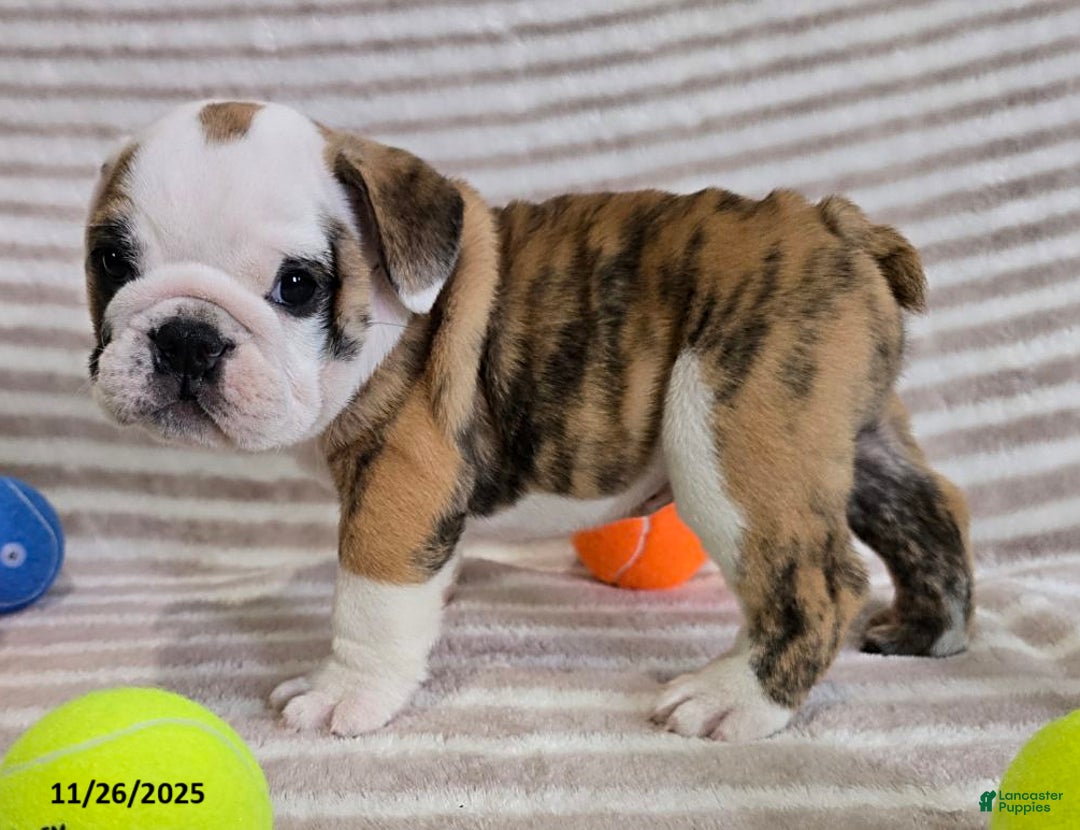 English Bulldog dogs for sale: Timmy - Ad 9