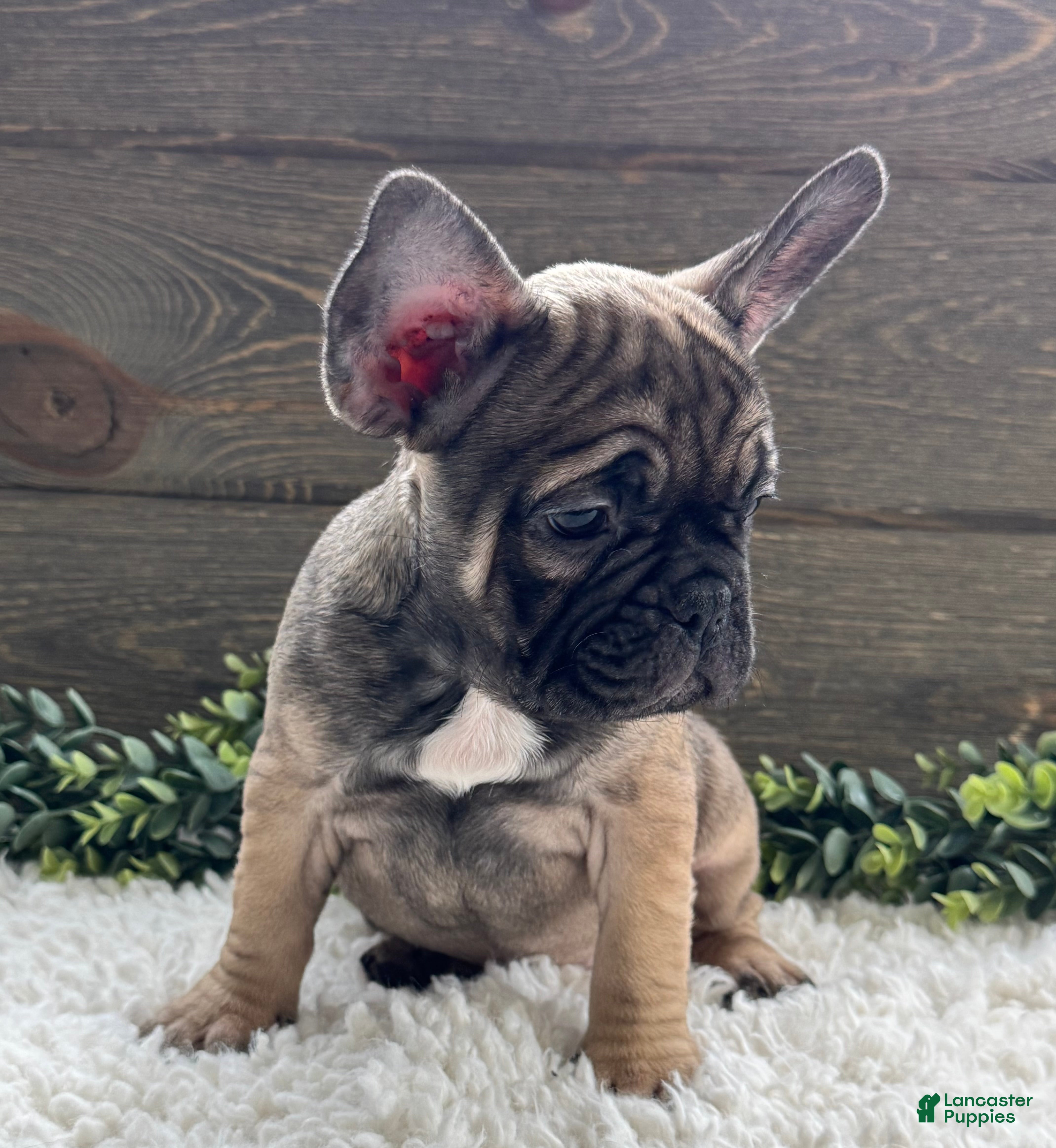 Mixed Breed dogs Luke  - Ad 2