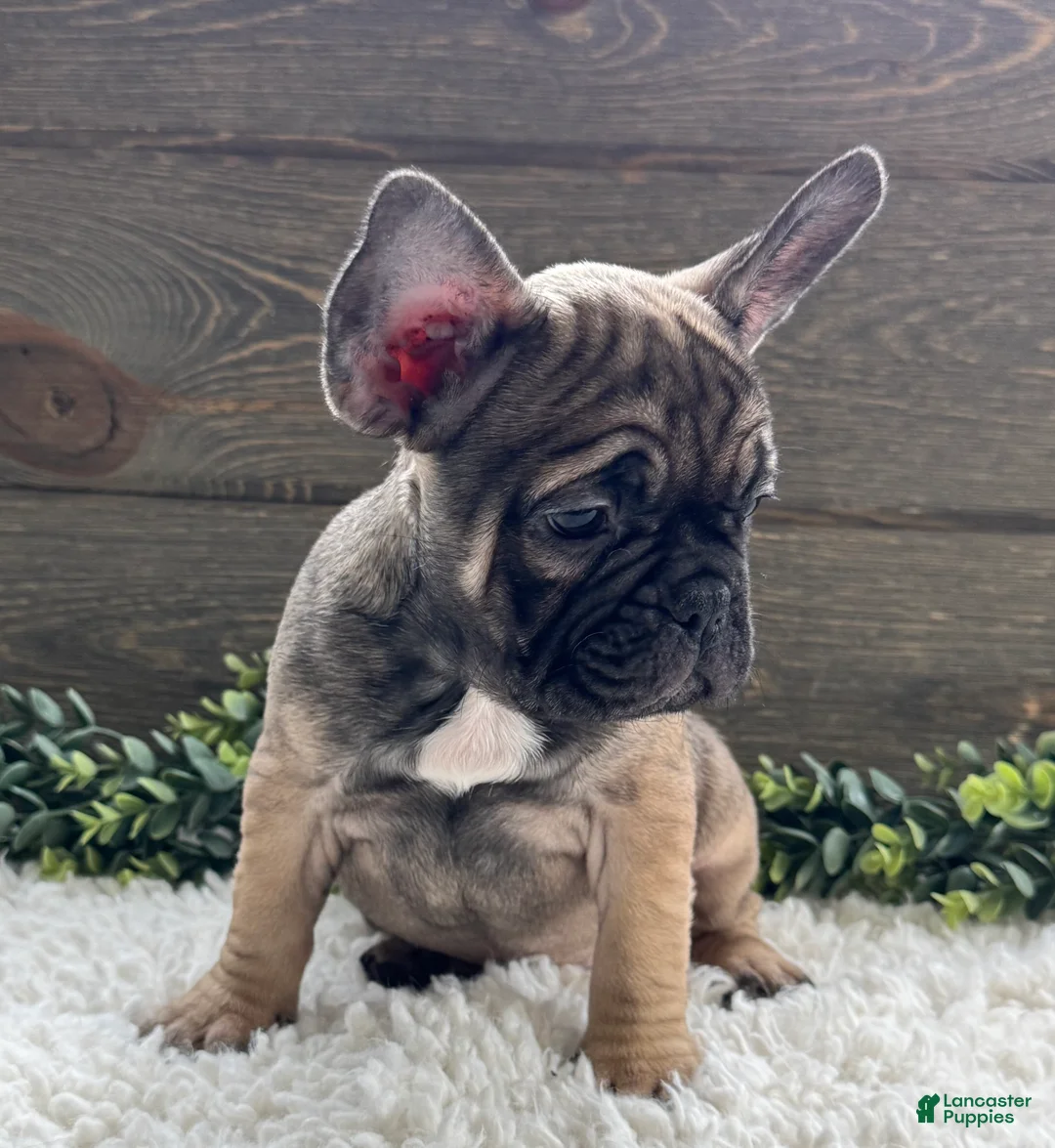 Mixed Breed dogs for sale: Luke  - Ad 2