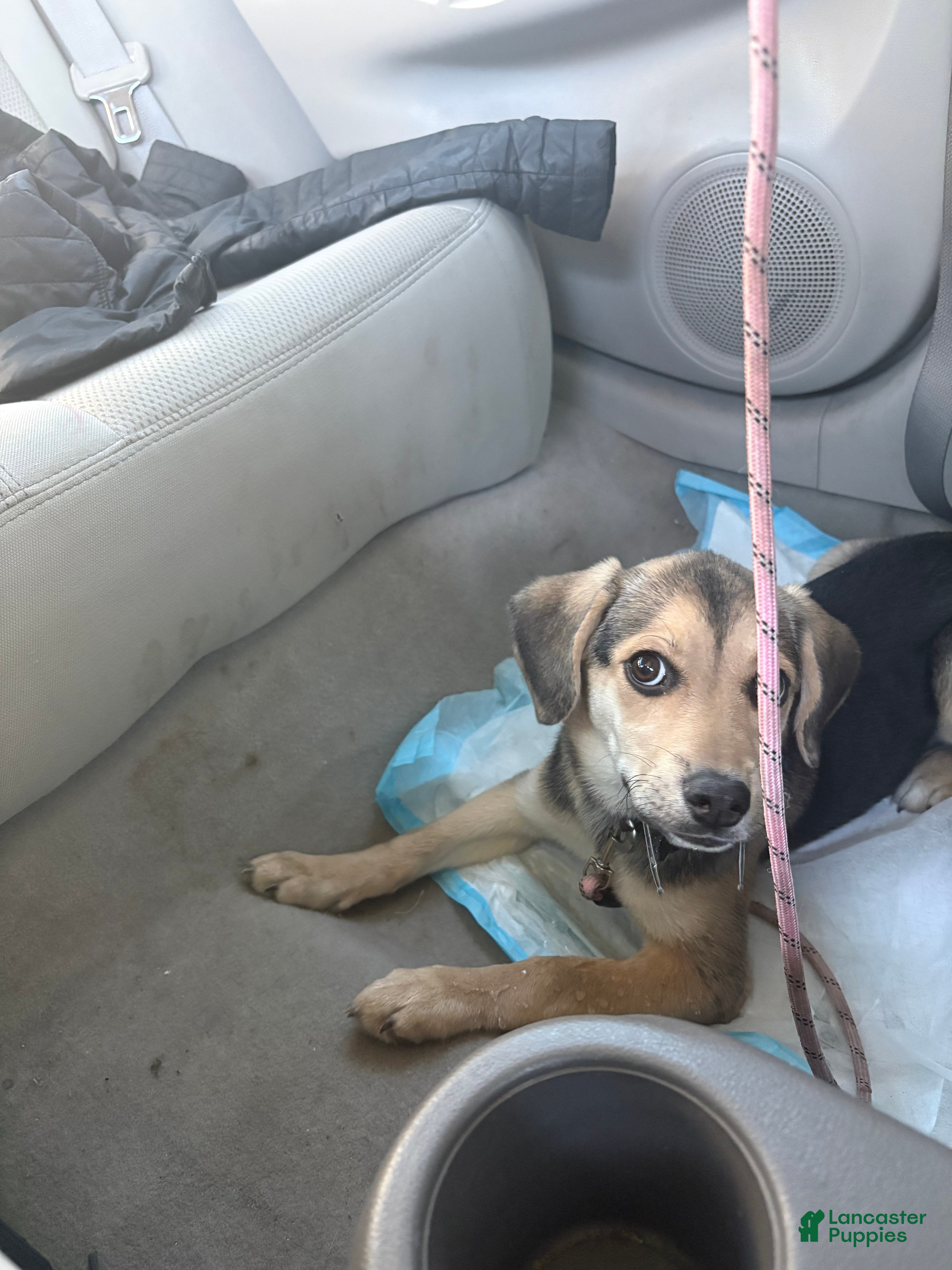 Mixed Breed dogs Mixed Breed Puppy 1 - Ad 12