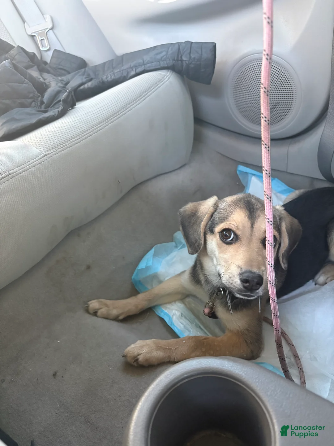 Mixed Breed dogs for sale: Mixed Breed Puppy 1 - Ad 1