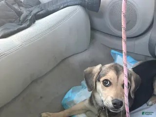 Mixed Breed dogs Mixed Breed Puppy 1 - Ad 12