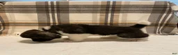 Akita dogs for sale: Mya - Ad 8