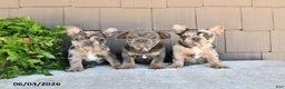 French Bulldog dogs for sale: Tilly - Ad 5