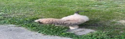 Cocker Spaniel dogs for sale: Cocker Spaniel Puppy 1 - Ad 4