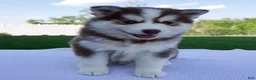 Pomsky dogs for sale: Sabrina - Ad 3