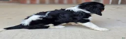 Cavalier King Charles Spaniel dogs for sale: Charlotte - Ad 3