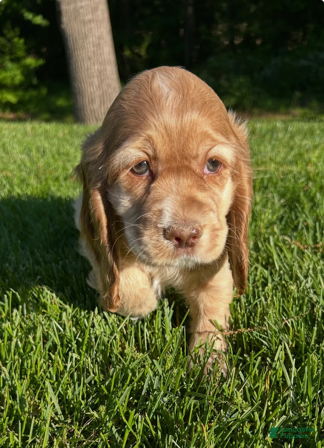Cocker Spaniel dogs for sale: Grace - Ad 2