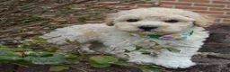 Mini Goldendoodle dogs for sale: Mini Greta - Ad 1