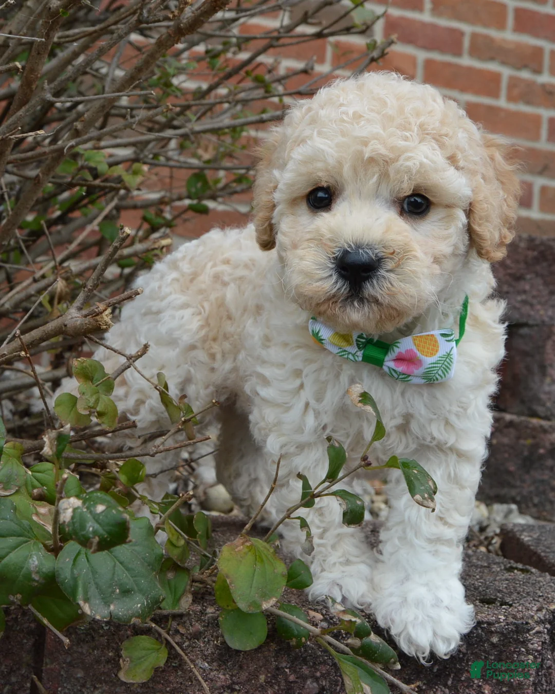 Mini Goldendoodle dogs for sale: Mini Greta - Ad 1
