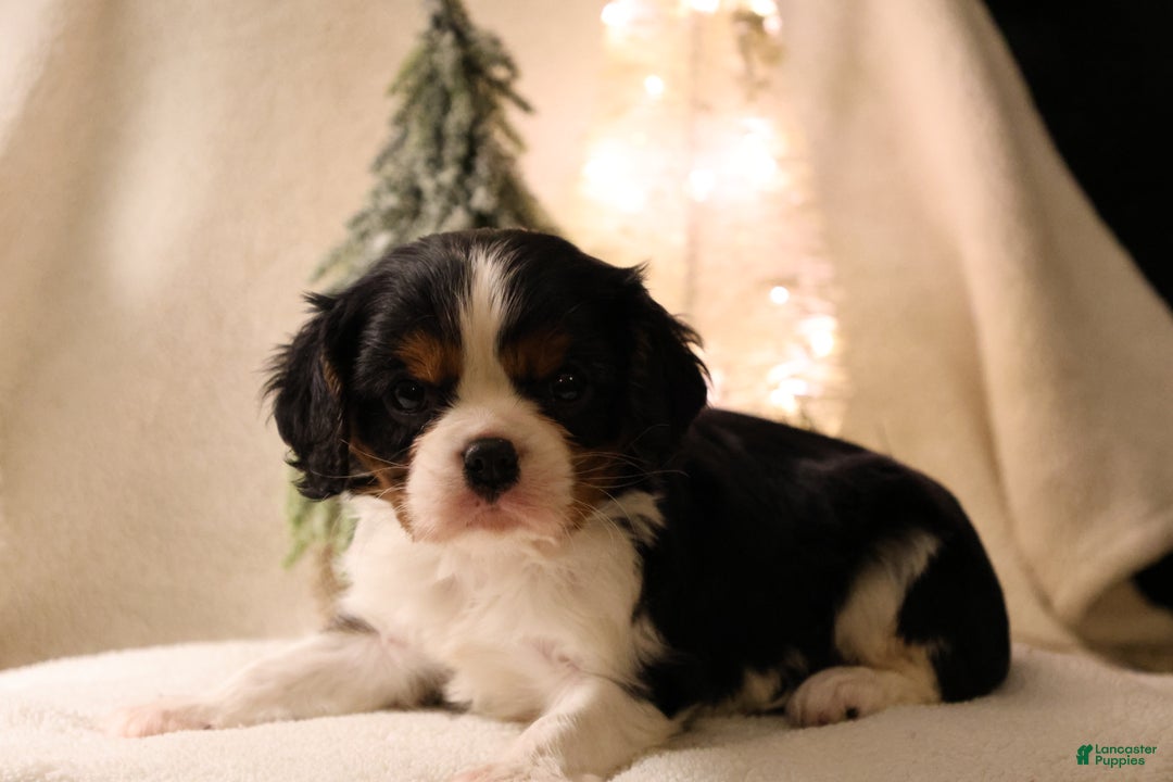 Cavalier King Charles Spaniel dogs for sale: Casper - Ad 4