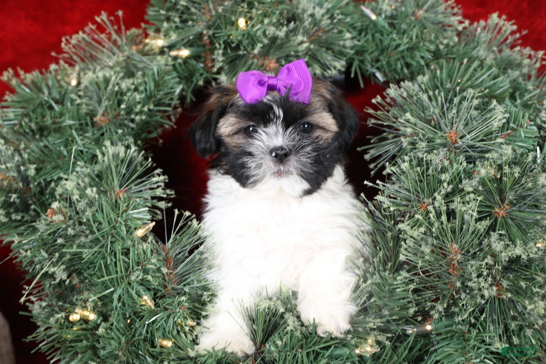 Shih Tzu dogs for sale: Rosie - Ad 2
