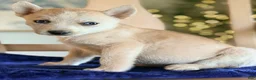 Pomsky dogs for sale: Pomsky 2 - Ad 1