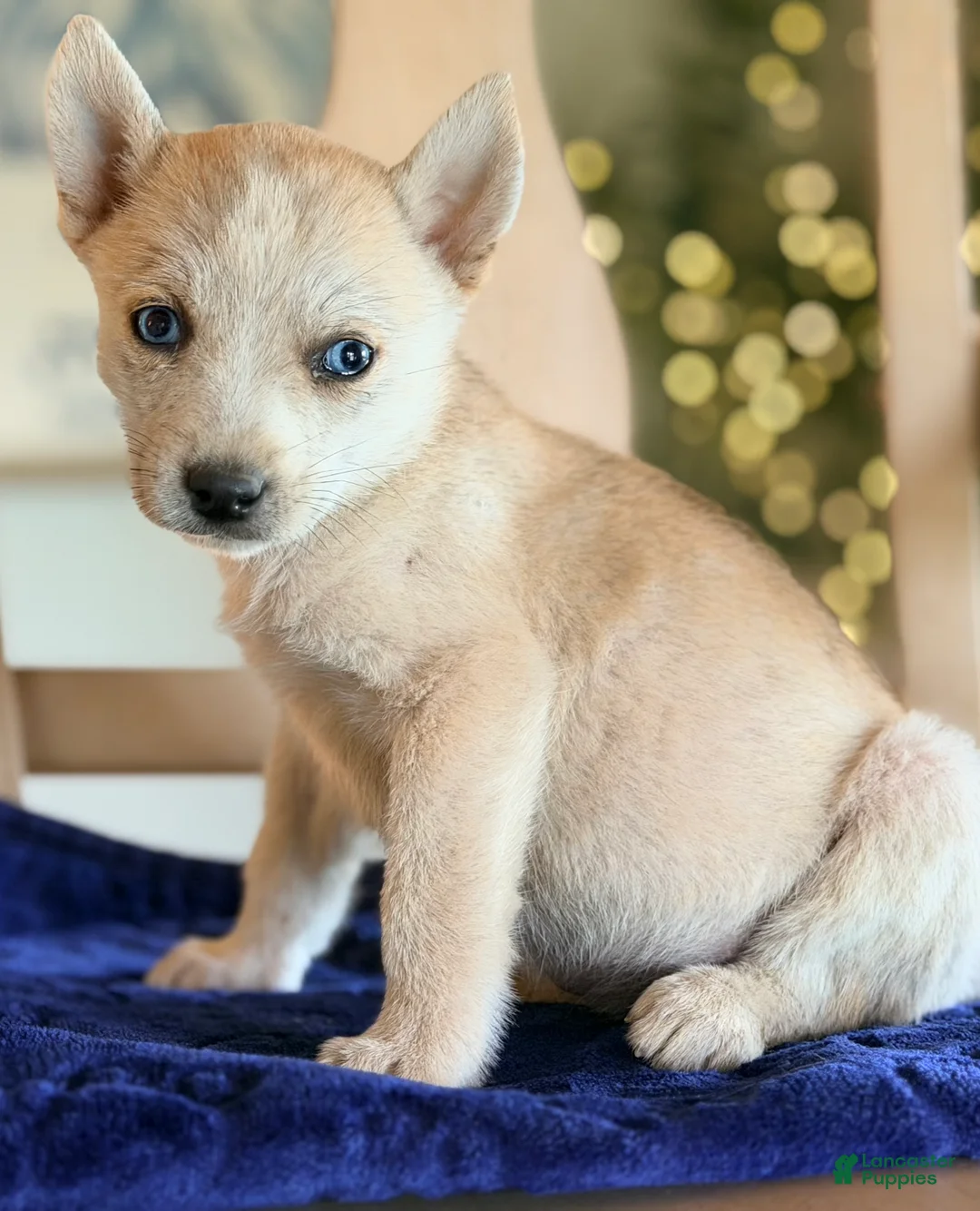 Pomsky dogs for sale: Pomsky 2 - Ad 1