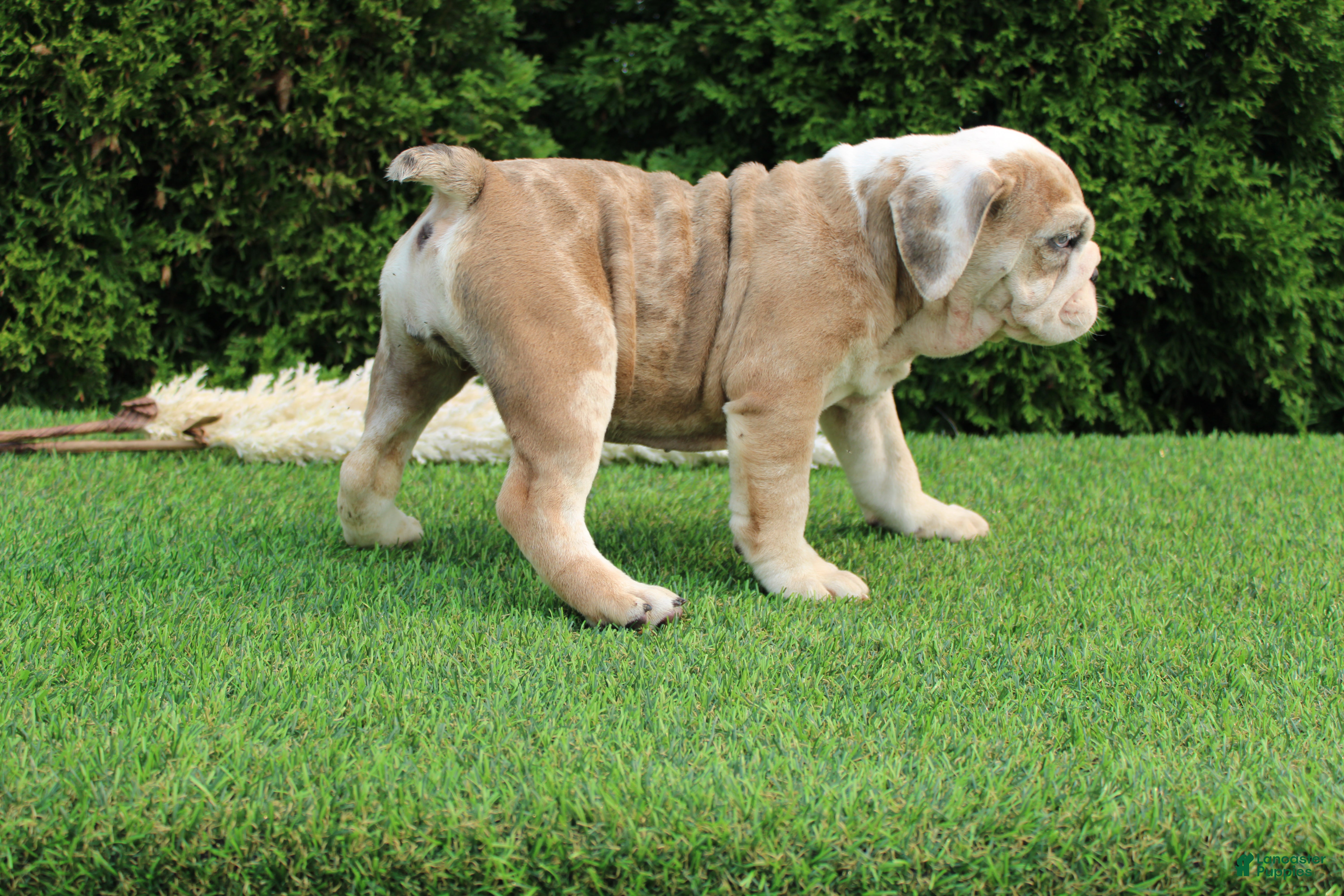 English Bulldog dogs Daisy - Ad 2