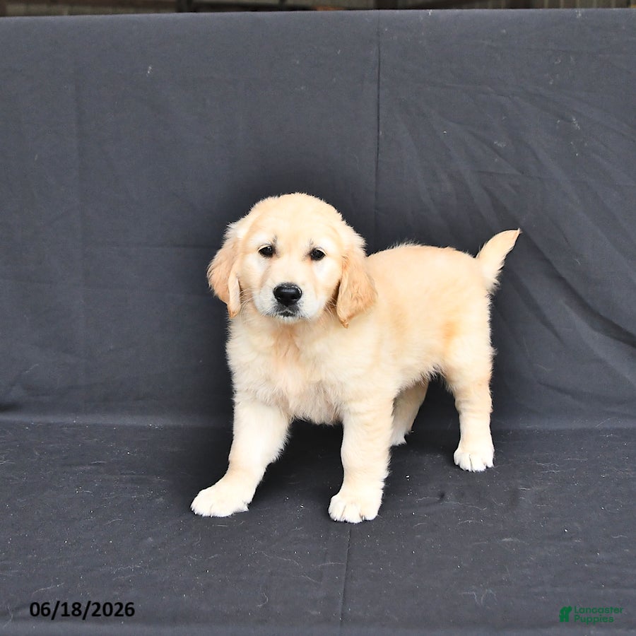Golden Retriever dogs Jordy - Ad 2