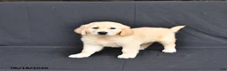 Golden Retriever dogs for sale: Jordy - Ad 2