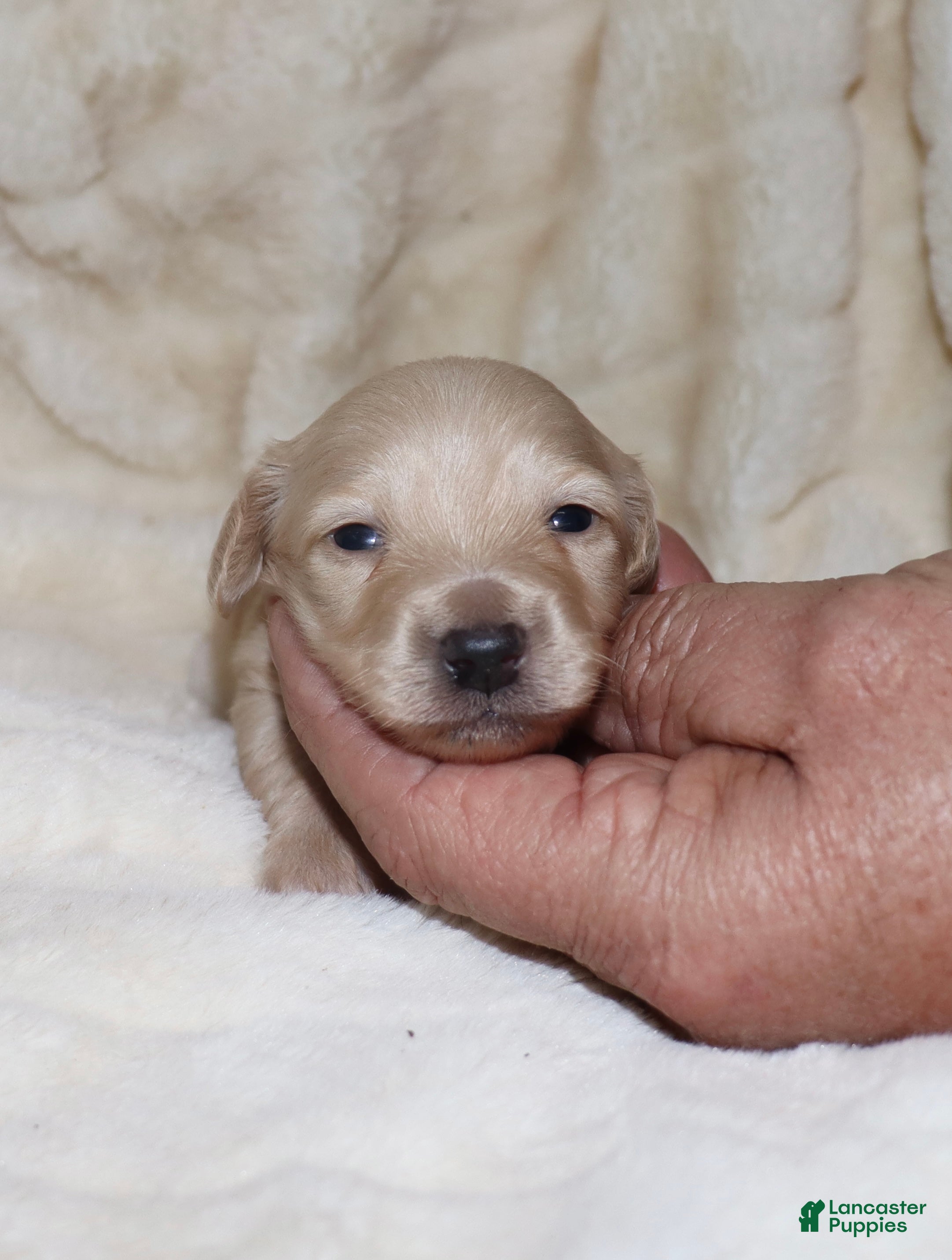 Dachshund dogs Ivory - Ad 2