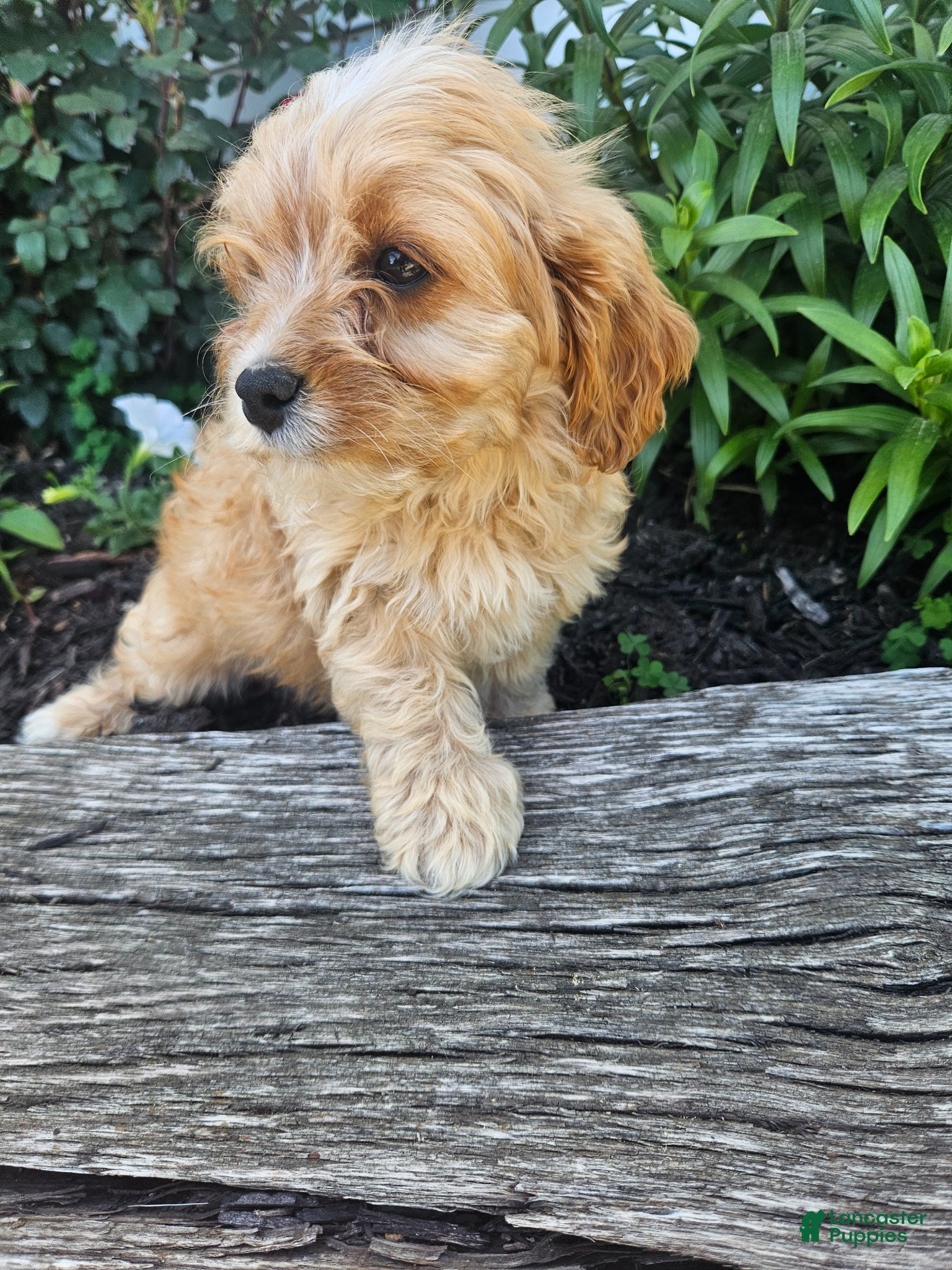 Cavapoo dogs Cooper - Ad 1