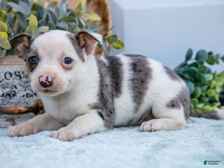 Chihuahua dogs - Ad 35