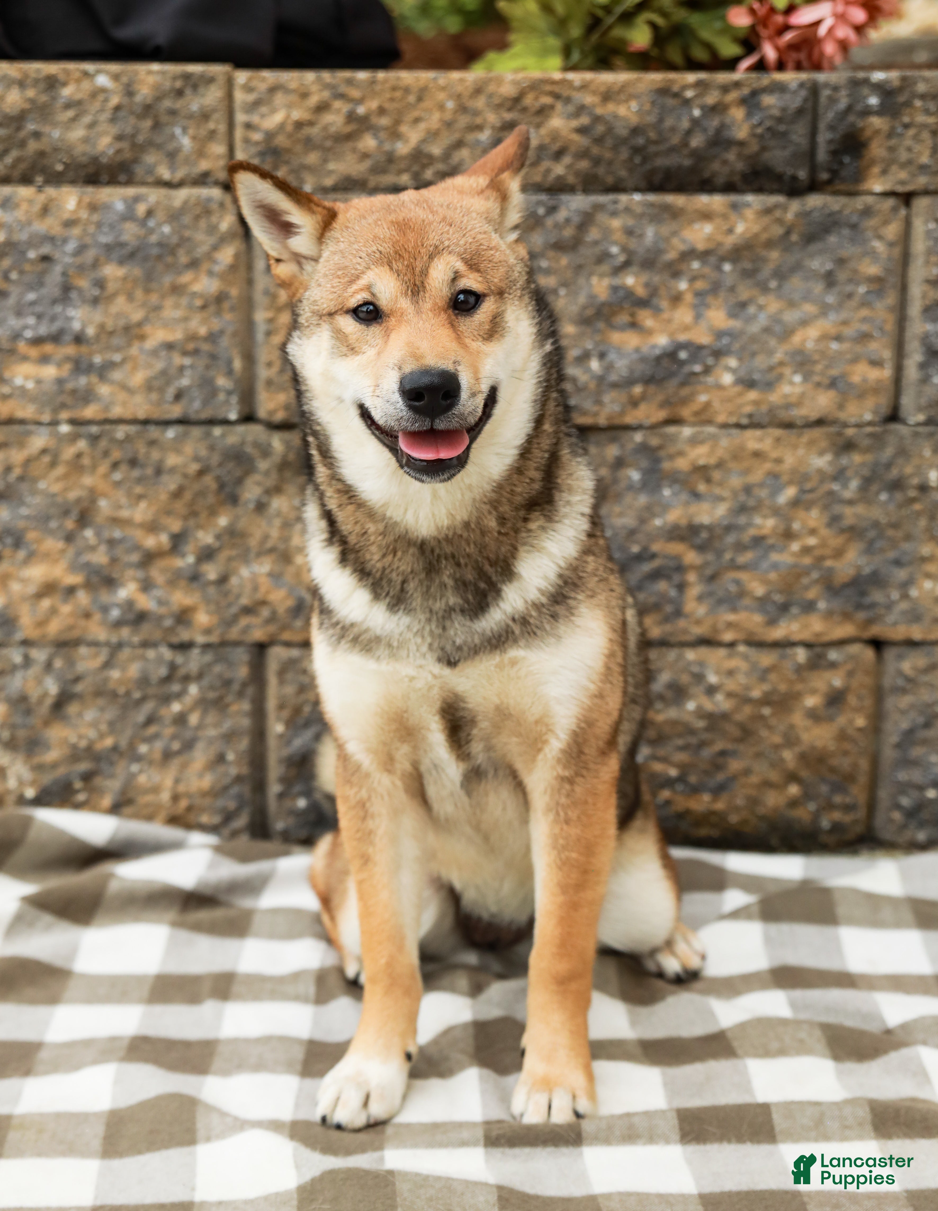 Shiba Inu dogs Sage (AKC Champion Bloodline) - Ad 1