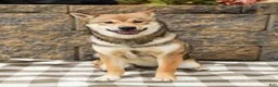 Shiba Inu dogs for sale: Sage (AKC Champion Bloodline) - Ad 1
