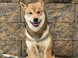 Shiba Inu dogs for sale: Sage (AKC Champion Bloodline) - Ad 1