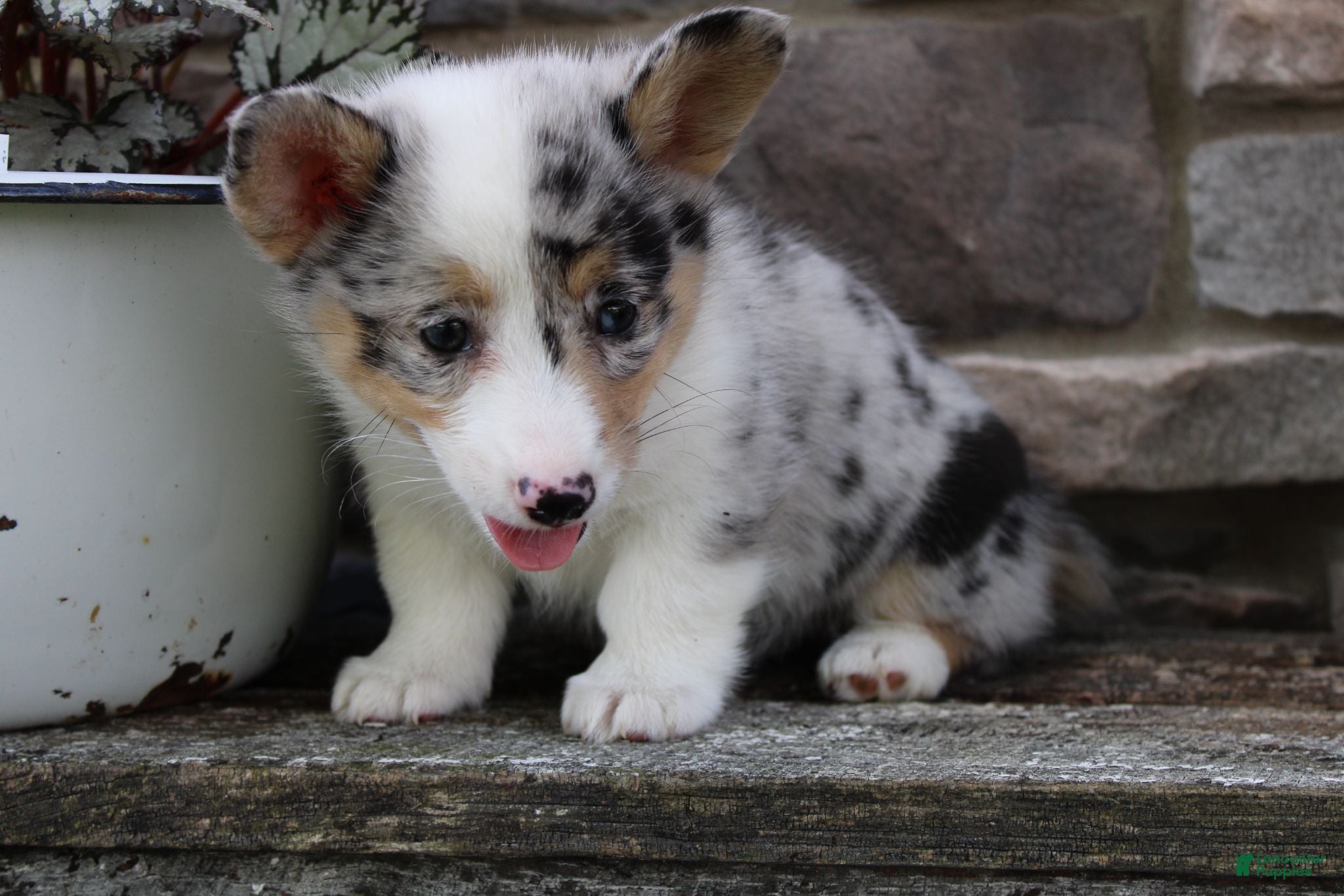 Welsh Corgi Pembroke dogs Daisy - Ad 2