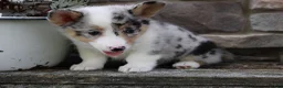 Welsh Corgi Pembroke dogs for sale: Daisy - Ad 2
