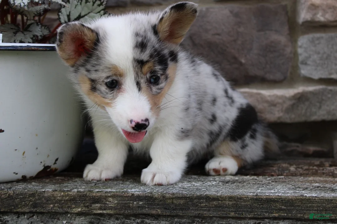 Welsh Corgi Pembroke dogs for sale: Daisy - Ad 2