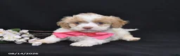 Cavapoo dogs for sale: Orchid - Ad 4