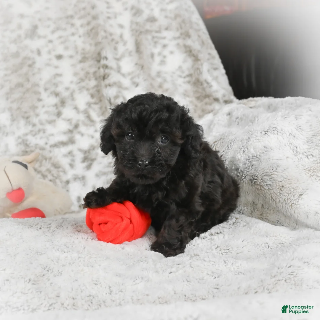 Cavapoo dogs for sale: Toby - Ad 10