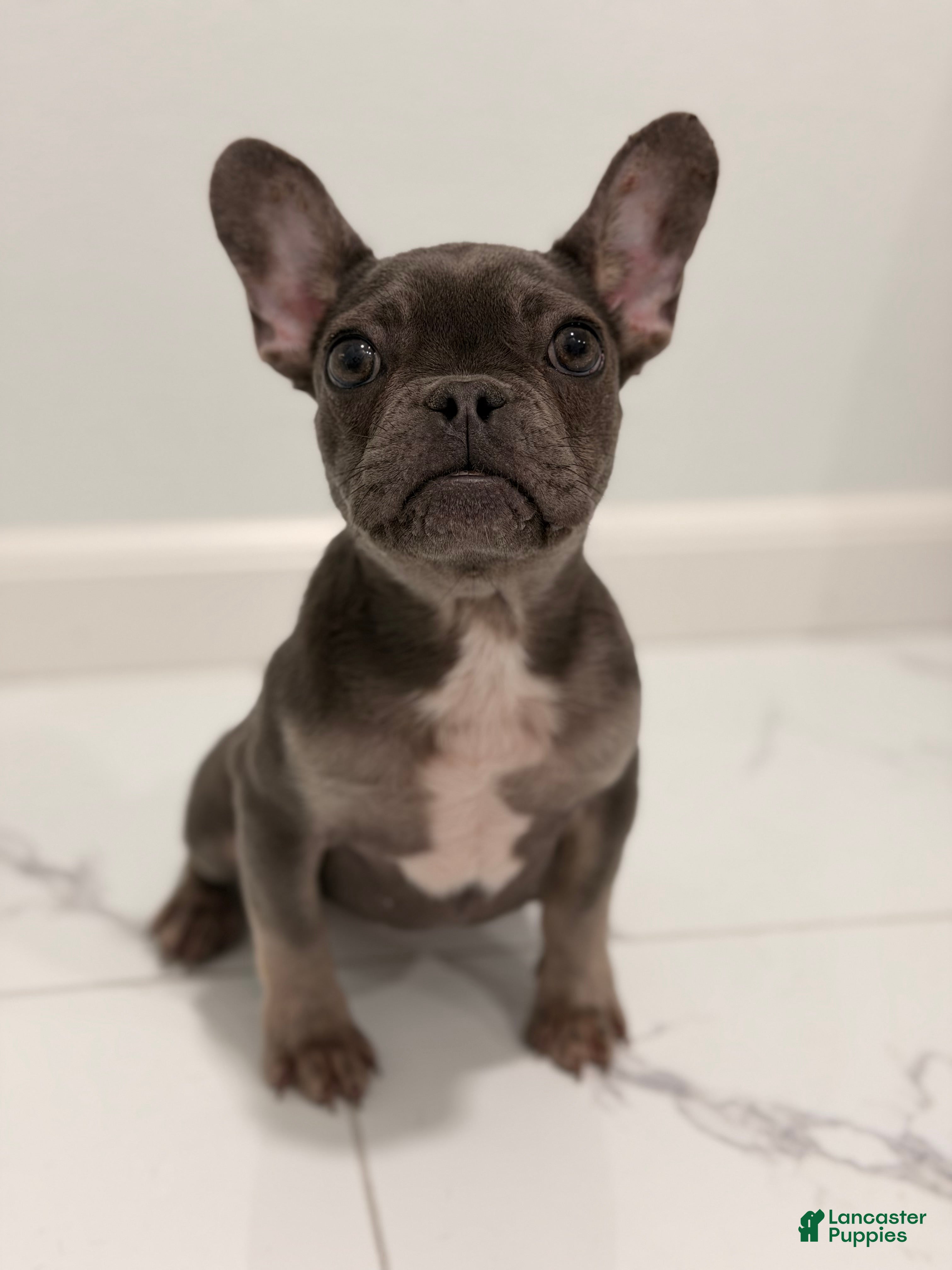 French Bulldog dogs Mink - Ad 1