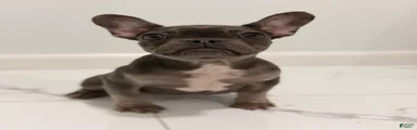 Mink