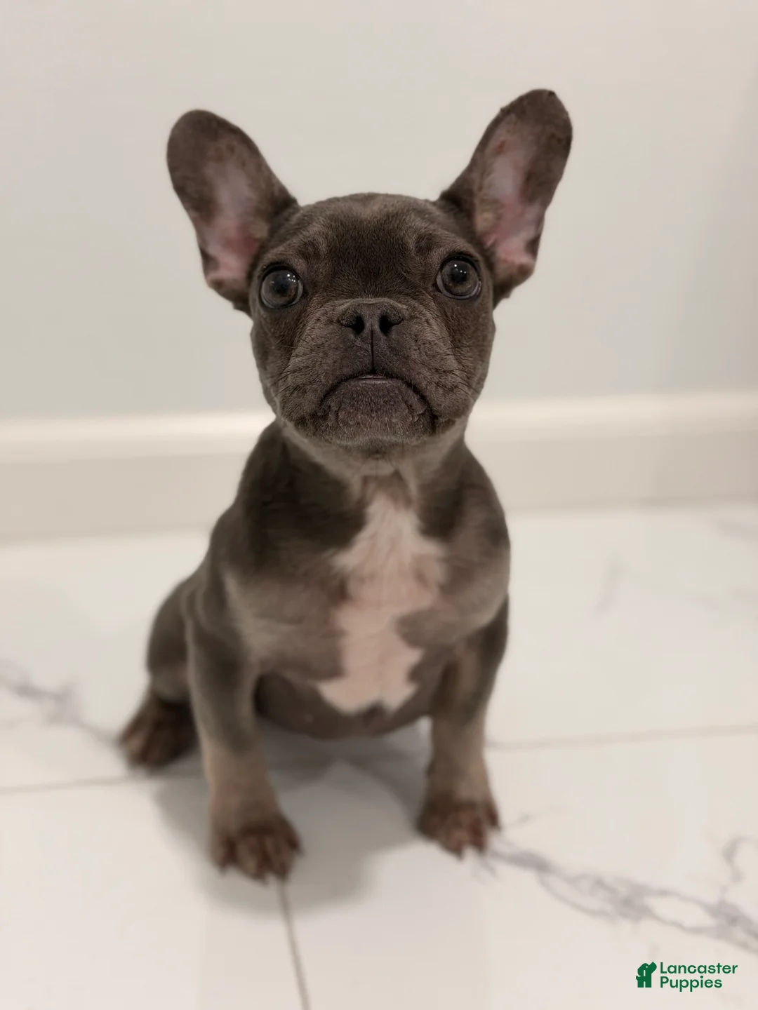 French Bulldog dogs for sale: Mink - Ad 1
