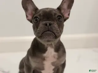 French Bulldog dogs for sale: Mink - Ad 3