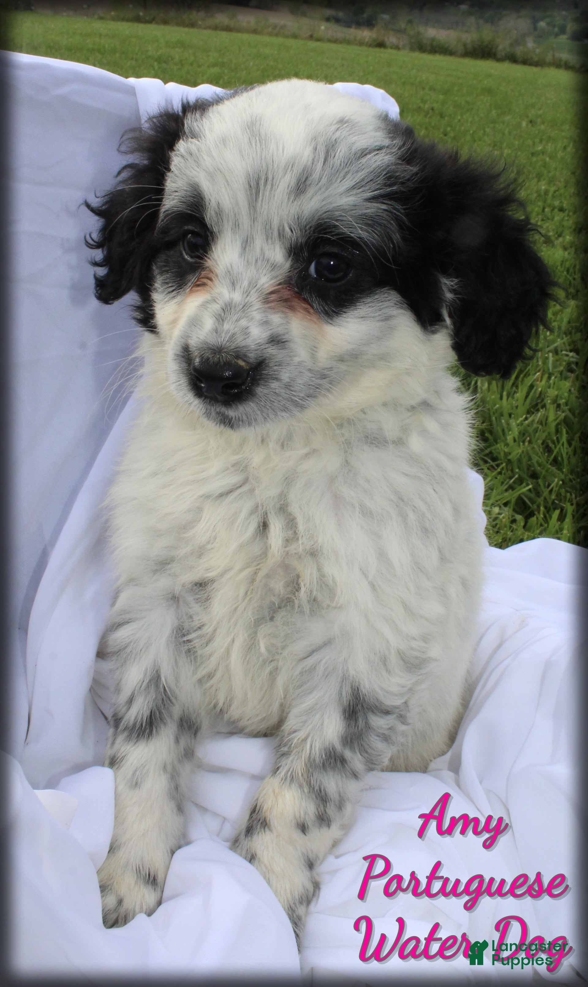 Portuguese Water Dog dogs Amy - Ad 1