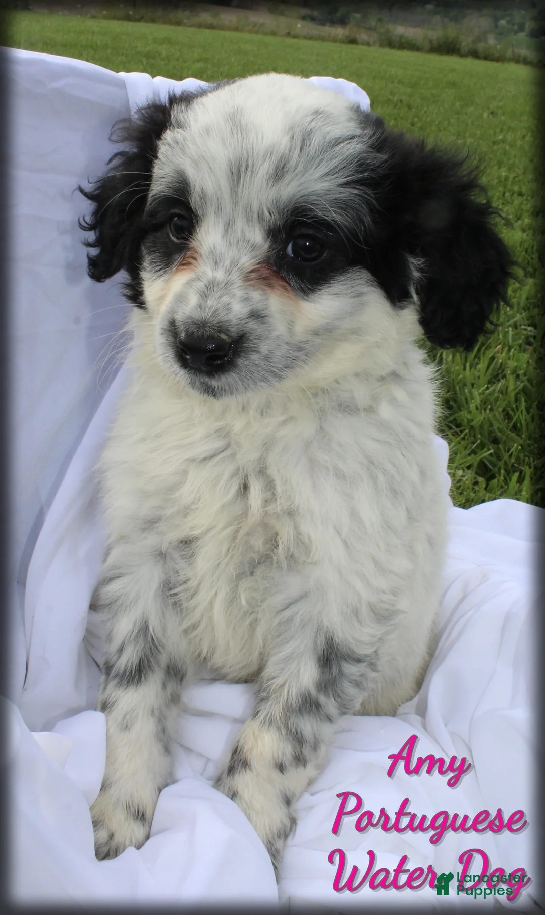 Portuguese Water Dog dogs for sale: Amy - Ad 1