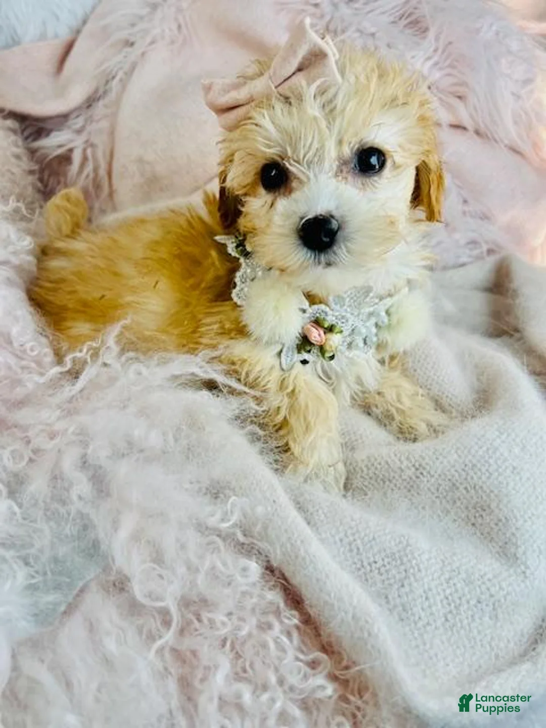 Maltipoo dogs for sale: Maltipoo Puppy 1 - Ad 2