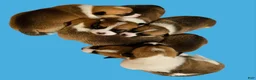 Mixed Breed dogs for sale: Apollo - Ad 18